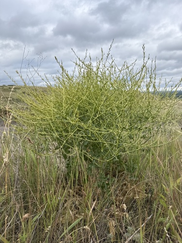 Rapistrum perenne