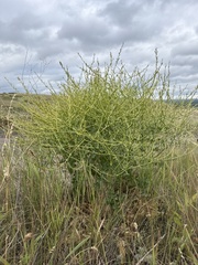 Rapistrum perenne