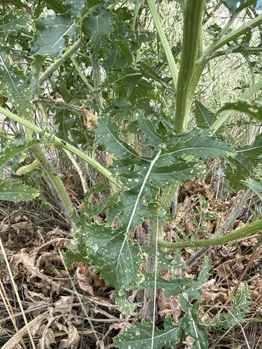 Rapistrum perenne, photograph 3