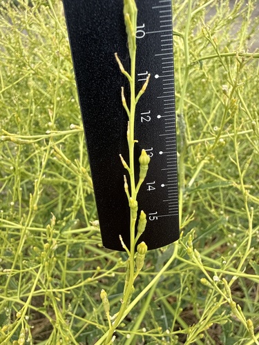 Rapistrum perenne, photograph 2