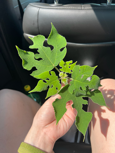 Paper mulberry