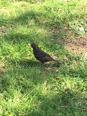 Turdus merula