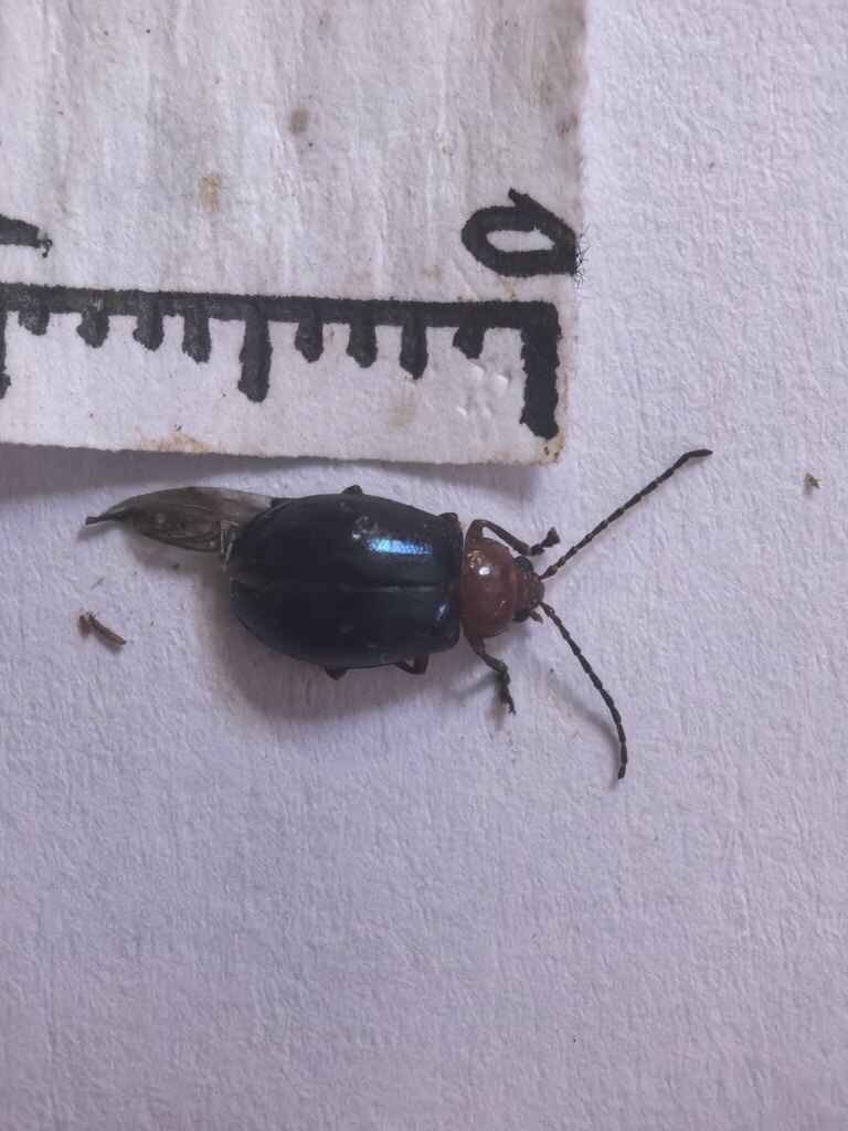 Cassena collaris