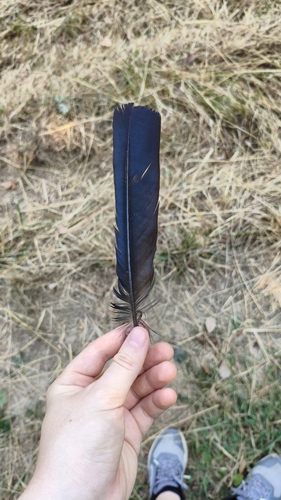 Plume de Corneille noire