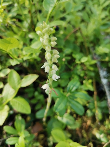 Goodyera repens observed 2026-07-14