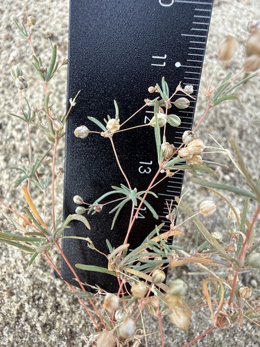 Hypertelis cerviana observed 2026-07-13