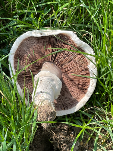 Agaricineae