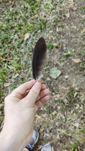 Plume de Milan noir