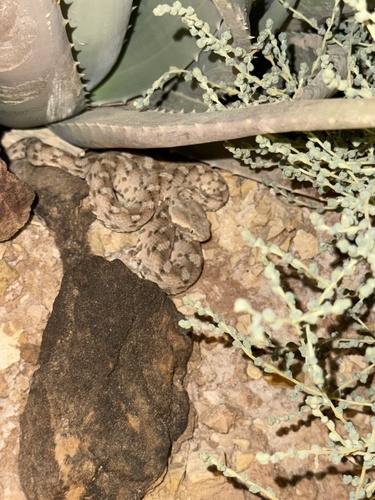 Palestine Saw-scaled Viper