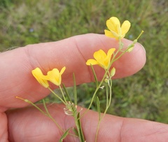 Physaria gracilis