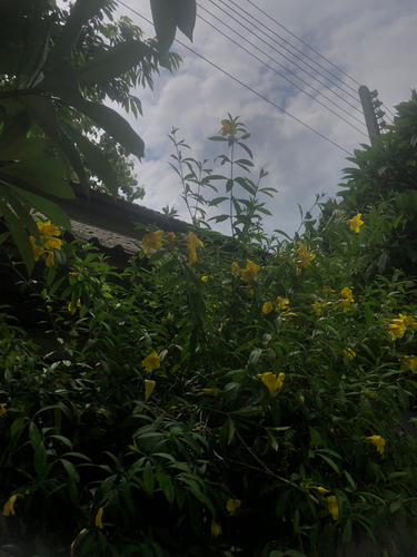 Golden Trumpet