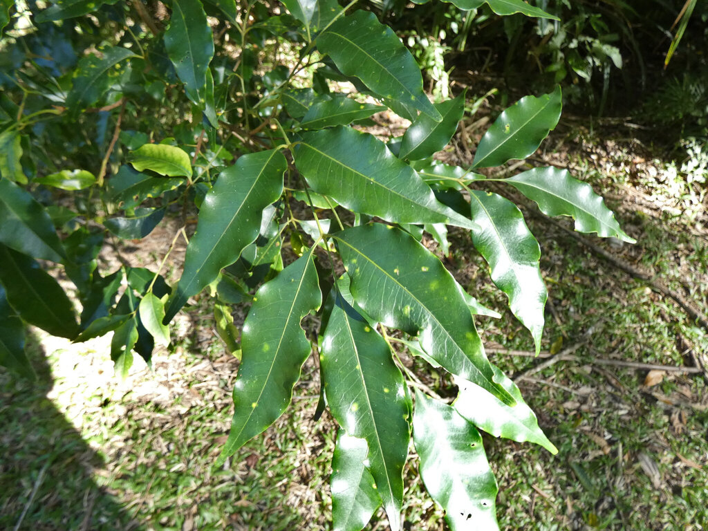 Flindersia pimenteliana; photograph (c) Steve Fitzgerald, some rights reserved (CC BY-SA)