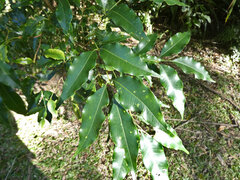 Flindersia pimenteliana