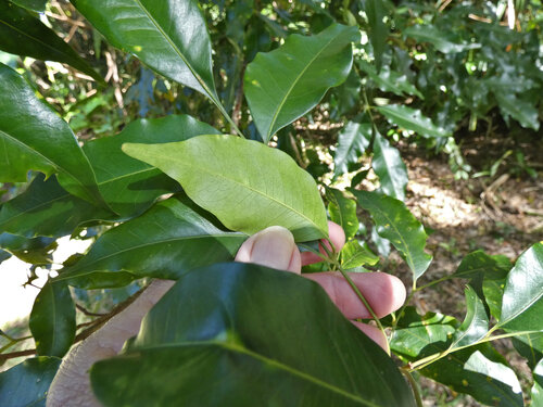 Flindersia pimenteliana, photograph 2