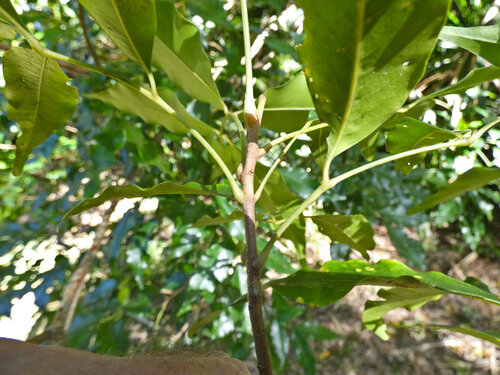 Flindersia pimenteliana, photograph 5