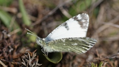 Euchloe tagis