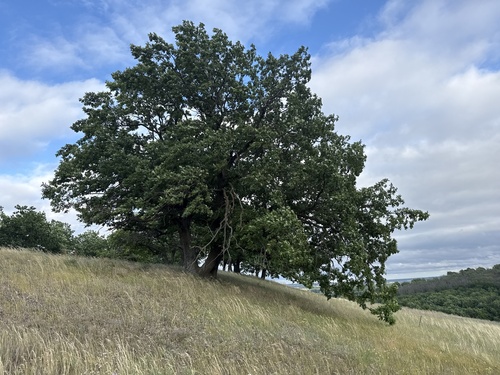 English oak
