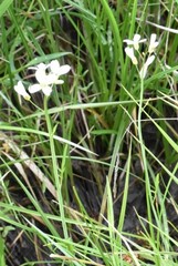 Cardamine penduliflora