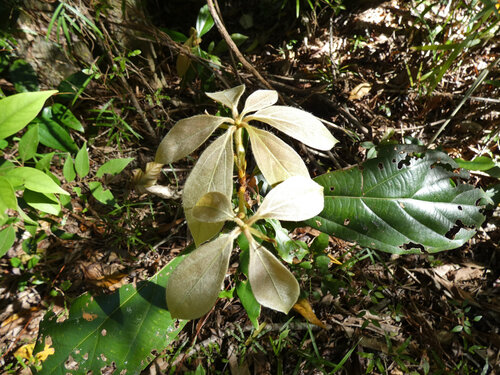 Neolitsea dealbata observed 2026-07-14