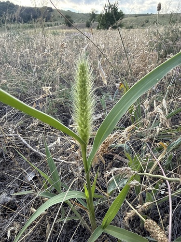 Green Bristle Grass