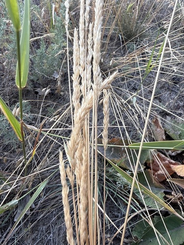 Prairie Junegrass