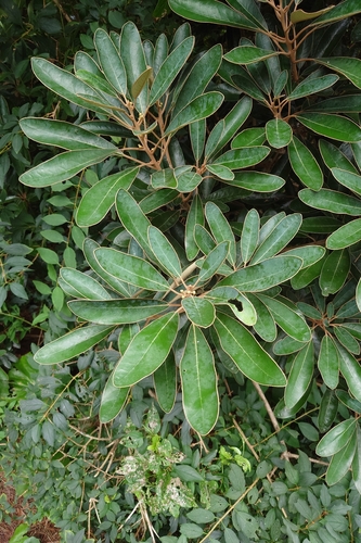 Litsea japonica