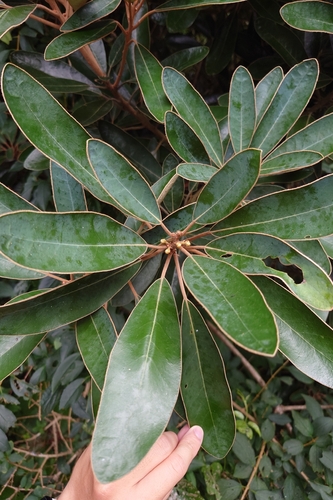 Litsea japonica, photograph 2