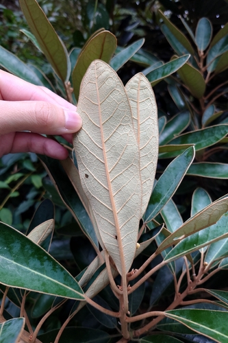 Litsea japonica, photograph 3