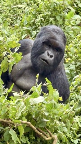 Mountain Gorilla