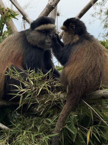 Golden Monkey
