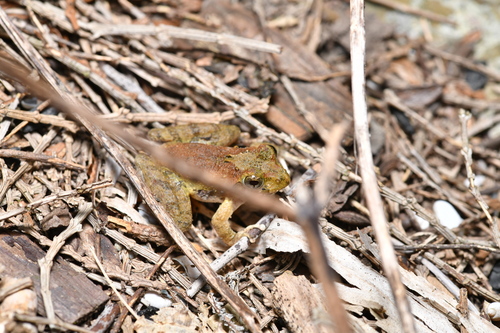 Yaeyama Kajika Frog, Buergeria choui