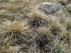 Festuca idahoensis