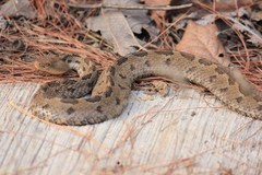 Crotalus ravus ravus
