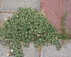 Guilleminea densa