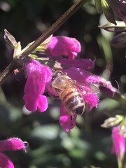 Apis mellifera