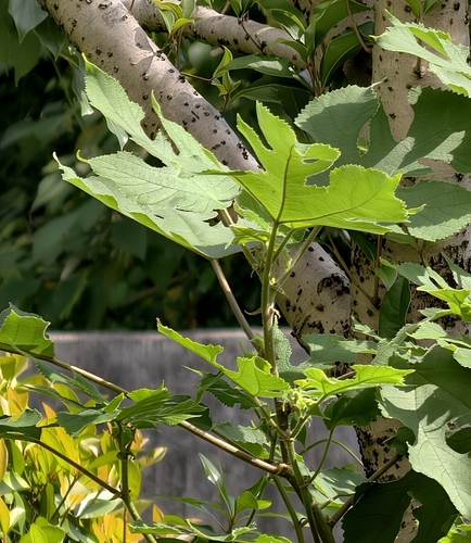 Paper mulberry
