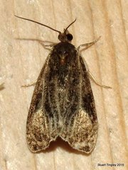 Olethreutes quadrifidum