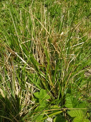 Brachypodium pinnatum