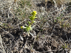 Cronartium comandrae