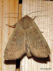 Leucania pseudargyria