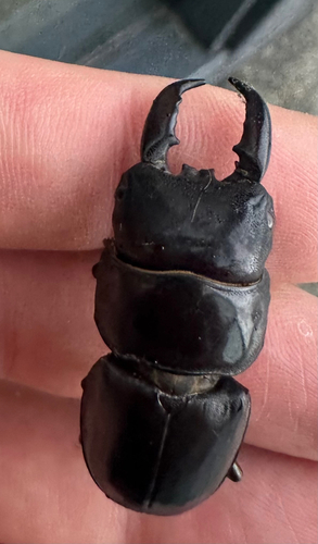 Serrognathus titanus platymelus