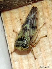 Rhytidodus decimusquartus