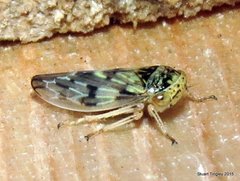 Rhytidodus decimusquartus