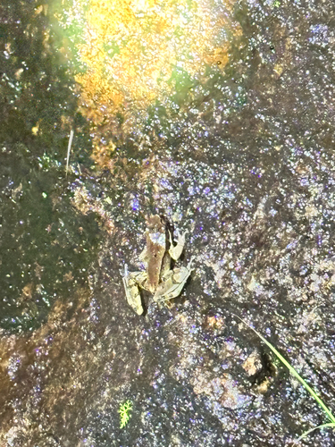 Chebaling Bamboo-leaf Frog
