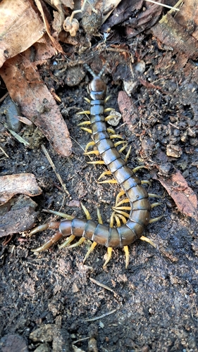 Mediterranean Banded Centipede