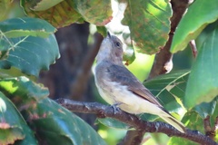 Prodotiscus regulus