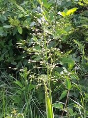 Dichanthelium scoparium
