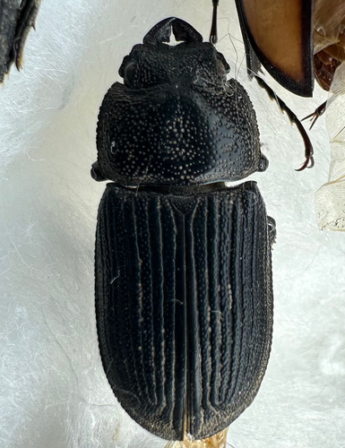 Aegus bidens