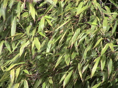 Phyllostachys angusta