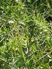 Dichanthelium scoparium
